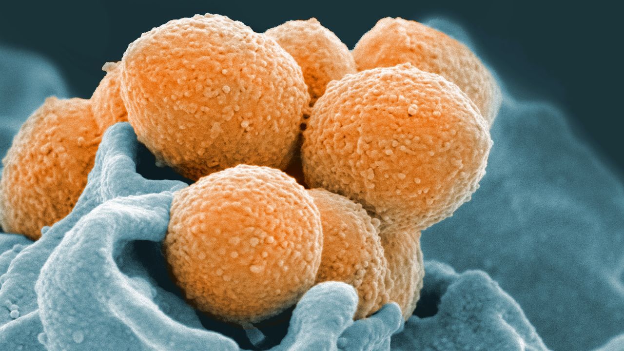 Strep A: Symptoms, Testing, Rapid Treatment